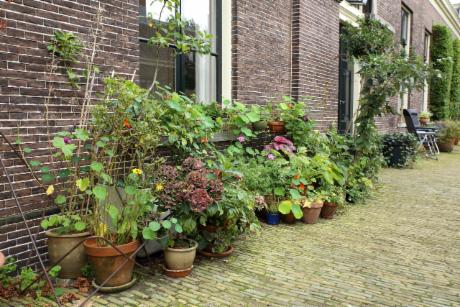 Foto Teylers Hofje in Haarlem, Aussicht, Sehenswürdigkeiten & wahrzeichen, Nachbarschaft, platz, park