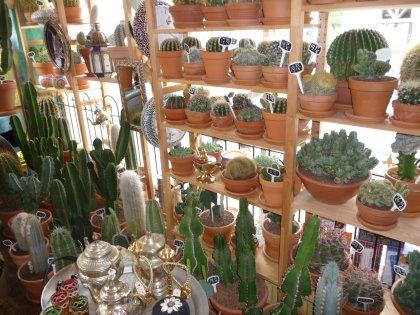 Foto Danny De Cactus in Rotterdam, Einkaufen, Geschenke kaufen, Wohnaccessoires kaufen - #1