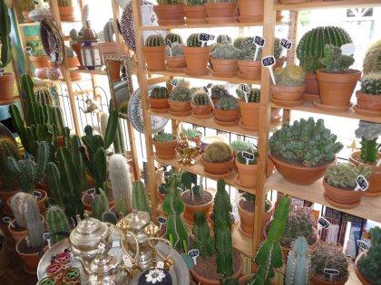 Foto Danny De Cactus in Rotterdam, Einkaufen, Geschenke kaufen, Wohnaccessoires kaufen